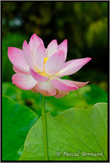 Fleur de lotus, Jardin de Pamplemoussse